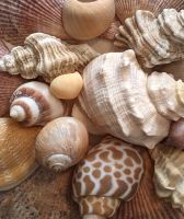 Avatar de Marie Vinouse