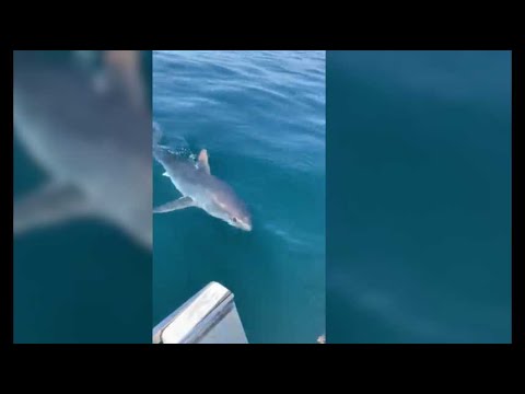 Vidéo - Un requin à Trégastel