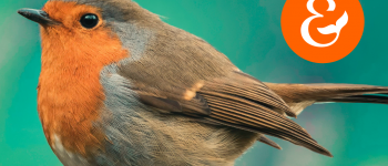 Les rencontres des intelligences animales