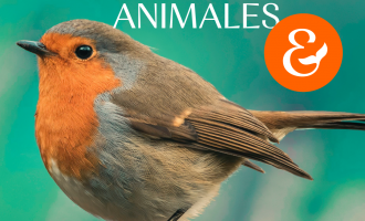 Les rencontres des intelligences animales 
