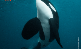 Projection - Objectif Wild : Face à face avec les orques 
