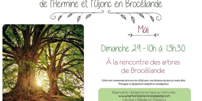 Balade holistique : À la rencontre des arbres de Brocéliande