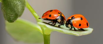 Sortie nature : 1001 pattes, le monde des insectes Lanvallay