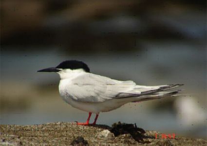 Réserve ornithologique de la Baie de Morlaix