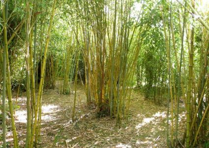 La bambouseraie des 7 sources