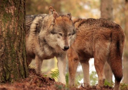 Refuge des Loups de Coat-Fur