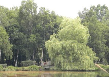 Forêt de Lanouée