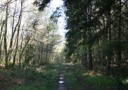 Forêt Domaniale de Coeby