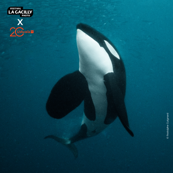Projection - Objectif Wild : Face à face avec les orques