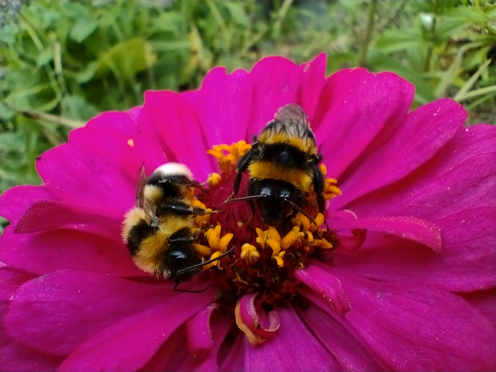 Fête de la nature - Zoom sur les insectes pollinisateurs
