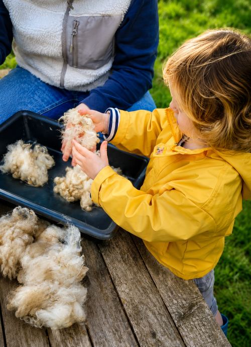 Laine et teinture végétale : Atelier Parents/enfants de 3 à 8 ans