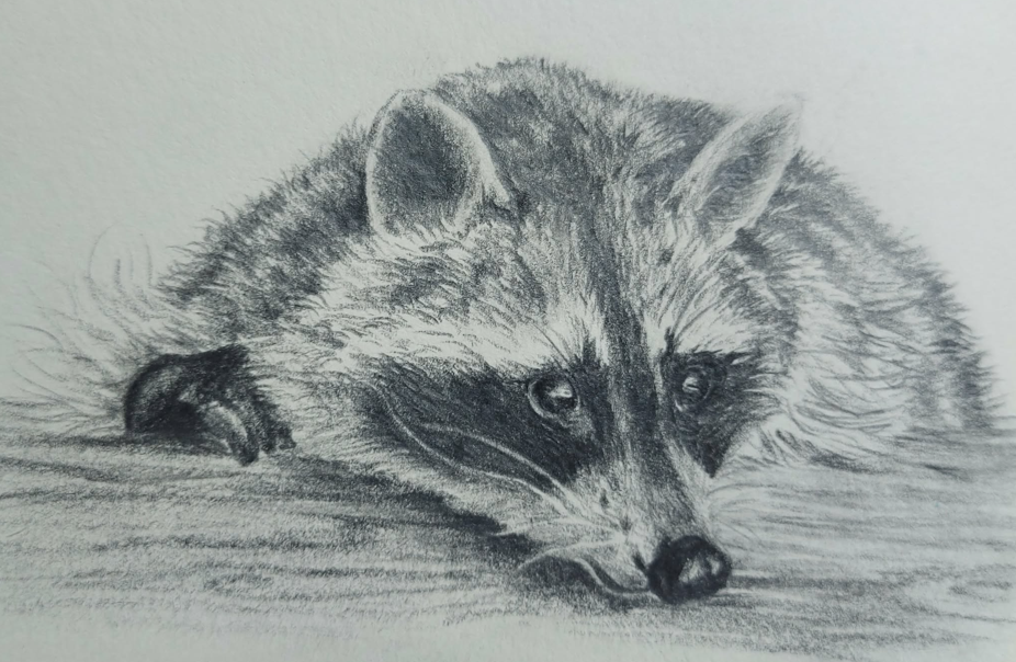 Atelier dessin animalier au crayon graphite