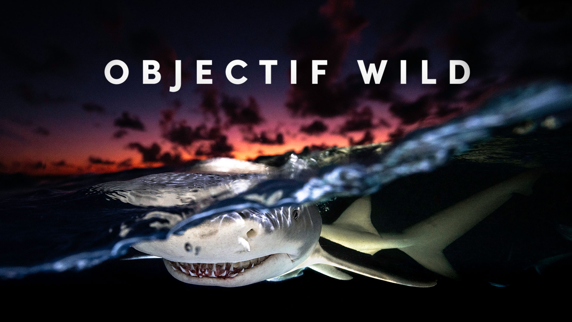 Projection & Conférence : Objectif Wild - Face à face avec les requins