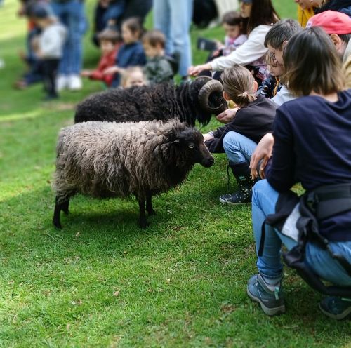 Visite ferme pédagogique et atelier nourrissage des animaux