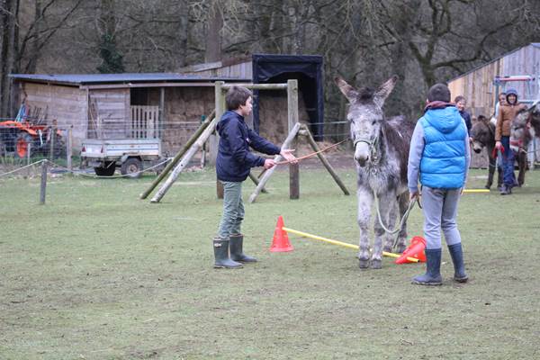 Atelier enrichissements sur les ânes (à partir de 8 ans)