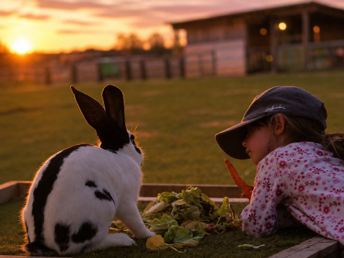 La nuit des animaux - Tout public