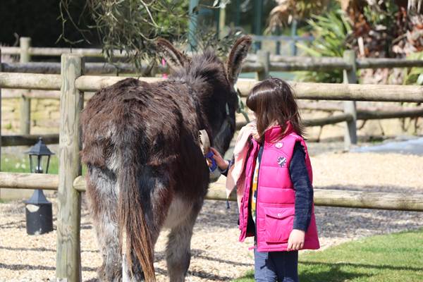 Atelier les petits âniers : De 2 ans à 8 ans