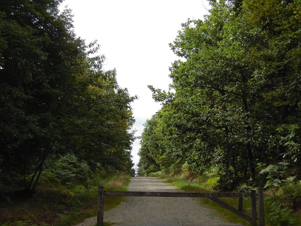 Forêt de la Corbière