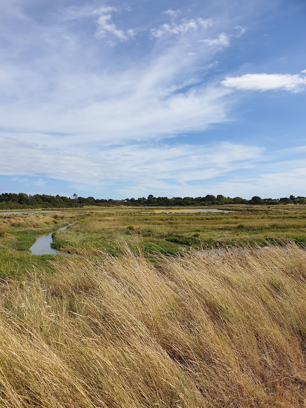 Marais de Lasné à Saint-Armel